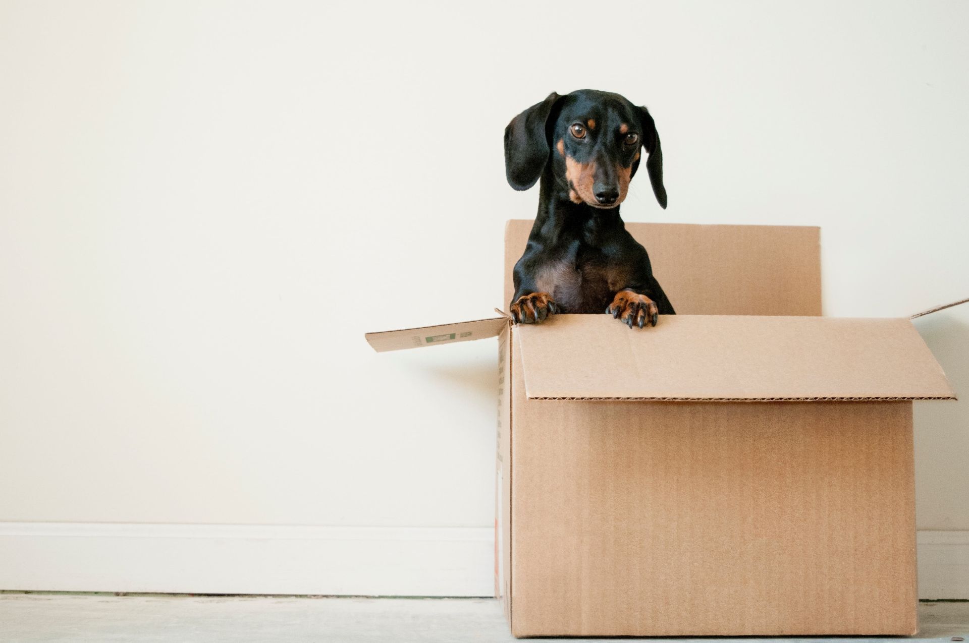 A dog standing in a cardboard box