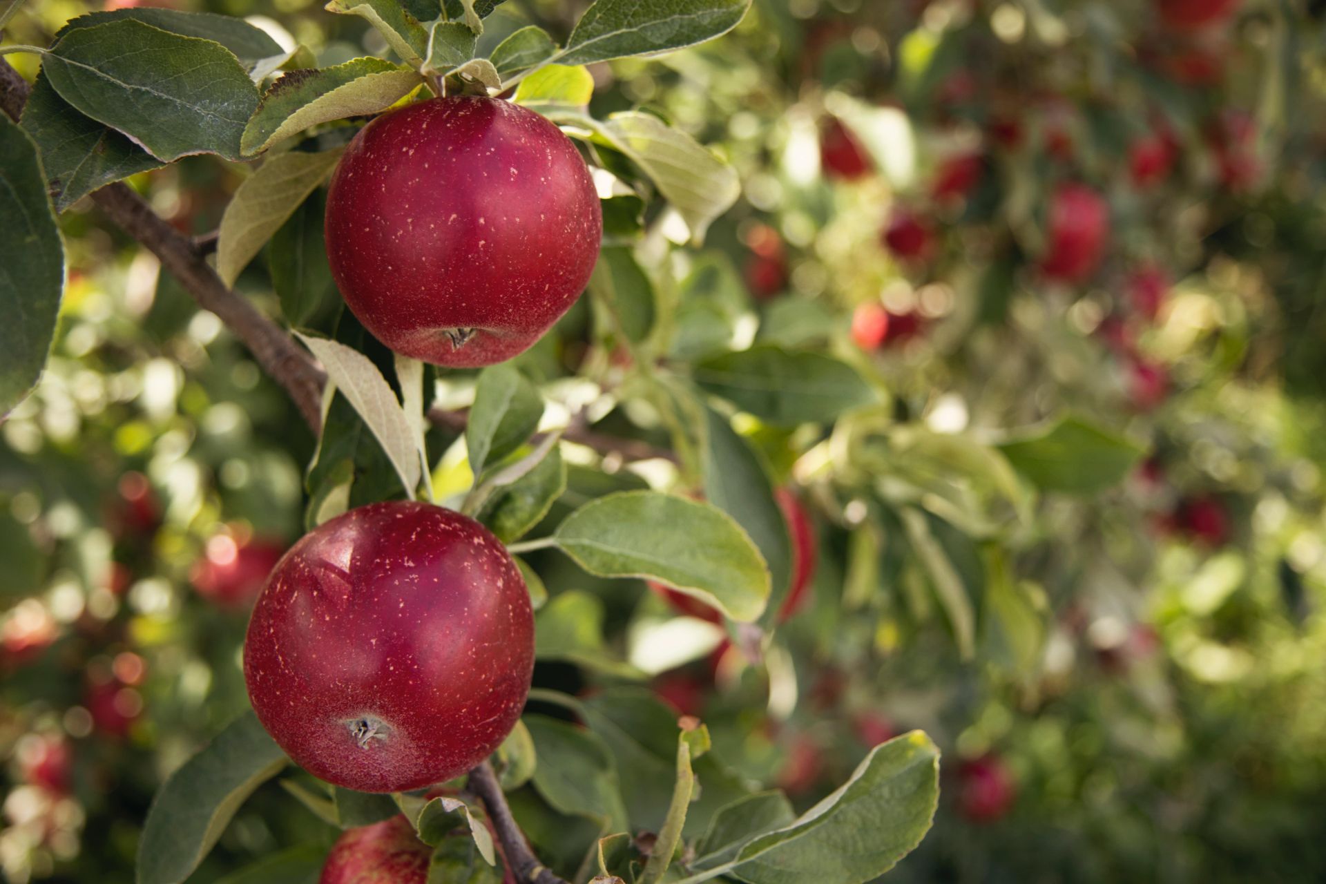 Apples growing on a tree representing the 'tree vs. fruit' analogy discussed in the blog